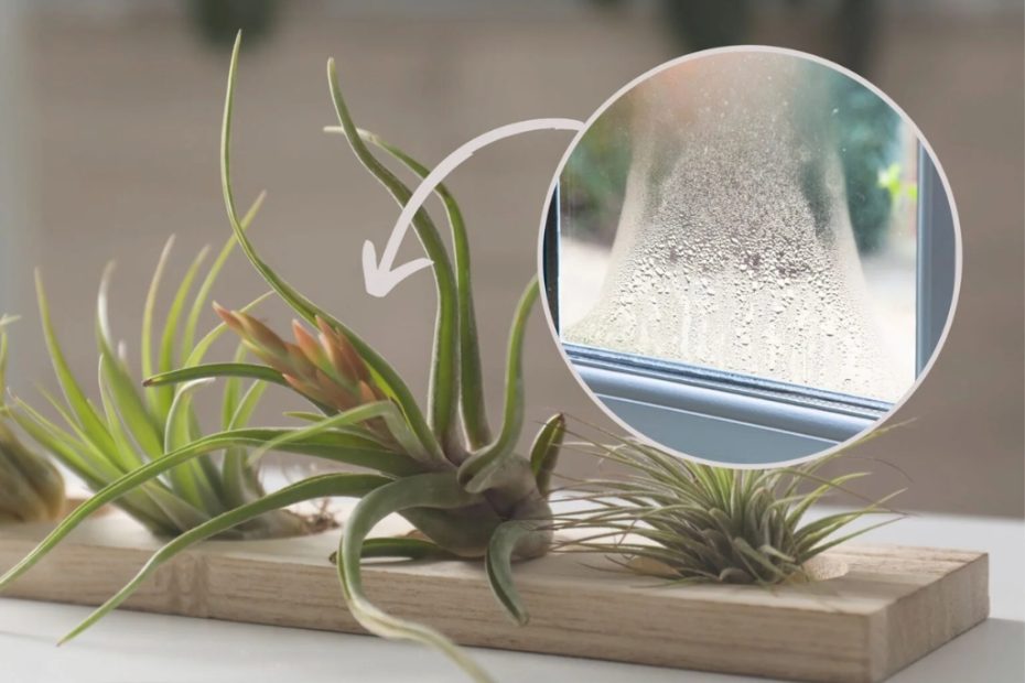 Essa planta rara cresce sem terra e pode eliminar a umidade e o bolor de dentro de casa