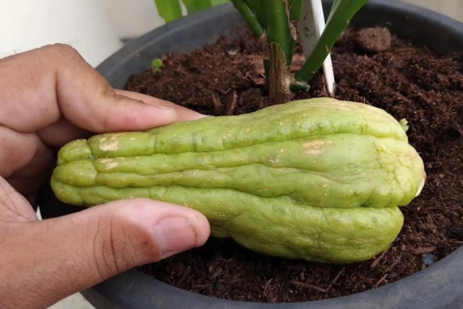 cultive seus proprios chuchus em casa de uma forma surpreendentemente simples